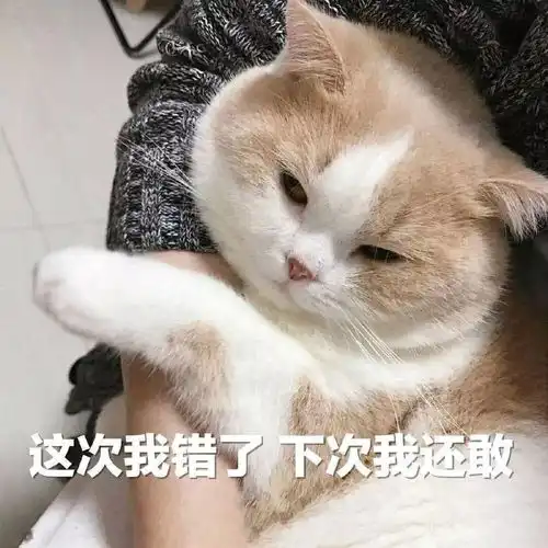 猫咪表情包接下来你是不是要凶我了

