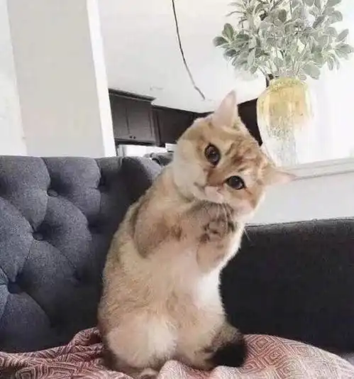 猫咪带你去哪里大家有跟着猫咪去散步的冒险经历吗
