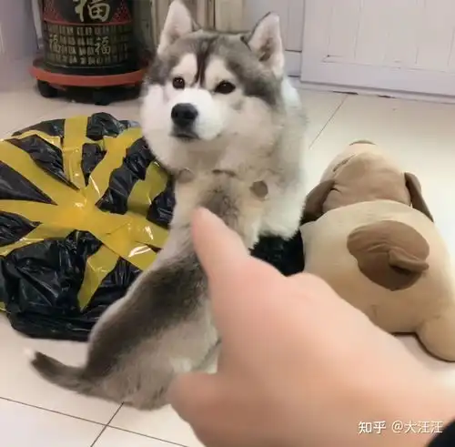 养狗,为什么要养母的原因有这些
