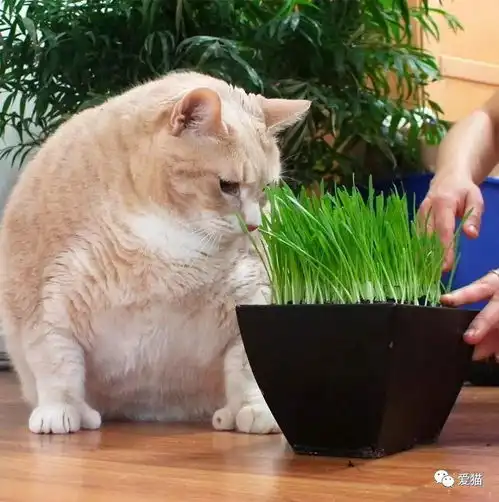 情侣想收养第3只猫,一进收容所就爱上15公斤橘猪...家里有矿吧
