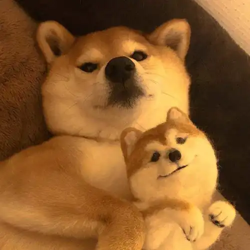 柴犬萌照分享柴柴
