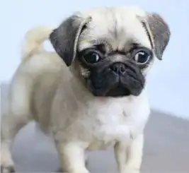 精品巴哥幼犬高端赛级大毛量双血包活带证
