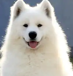 纯种萨摩耶幼犬现在多少钱一只呀所谓商家说的纯是否真的纯呢
