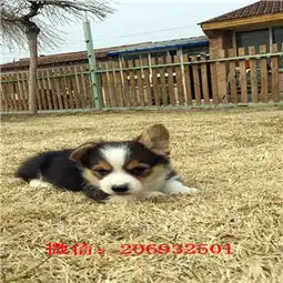 石家庄柯基犬多少钱石家庄柯基幼犬出售柯基犬舍三色柯基
