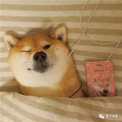 作为主人的你,知道柴犬这些行为是什么意思吗
