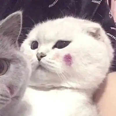 可爱又萌的小猫咪来了,动物搞笑情侣头像
