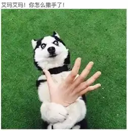 前方高能,一大波哈士奇表情包来袭,我已经收藏了
