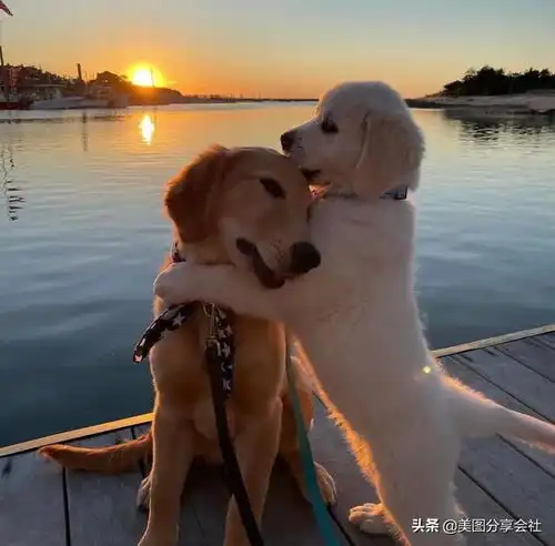 很可爱的狗狗
