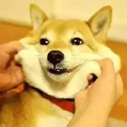 看完这只日本柴犬保证你的心情瞬间变好
