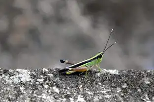 草蜢仔
