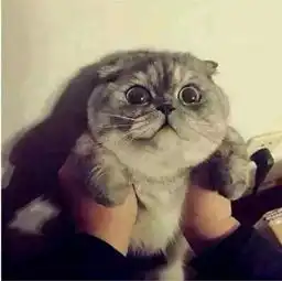私藏大量猫情头,就差有个男朋友
