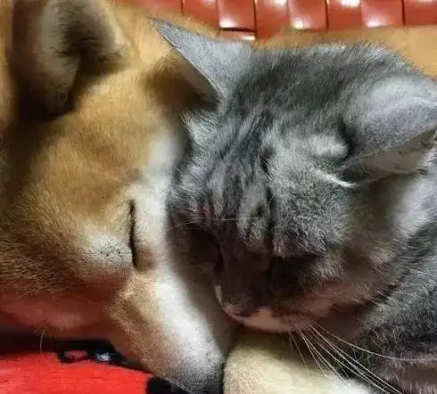 一只以为自己是猫的柴柴,每天只和猫咪玩
