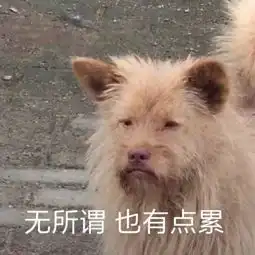 建议大家看看这些智商为0的狗子,想养狗的时候避开它们

