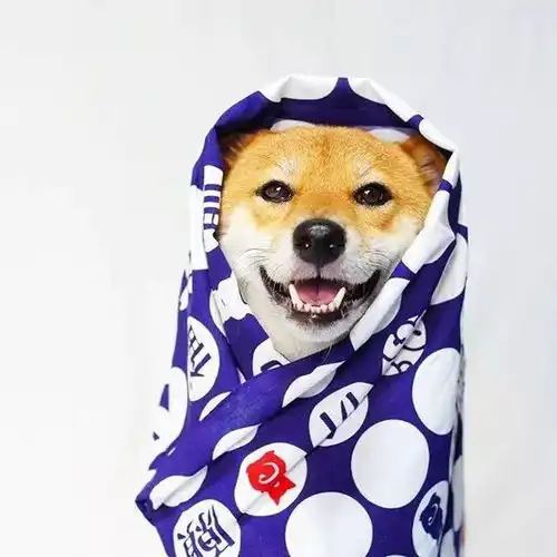 活得不如狗,连拍照都不如它会摆pose
