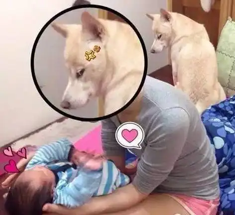 当你的狗开始吃醋了,那你可要当心了...
