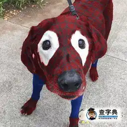 又被玩坏的汪星人,心搞笑图片

