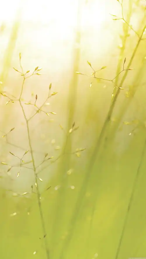 三星手机壁纸绿色清新植物
