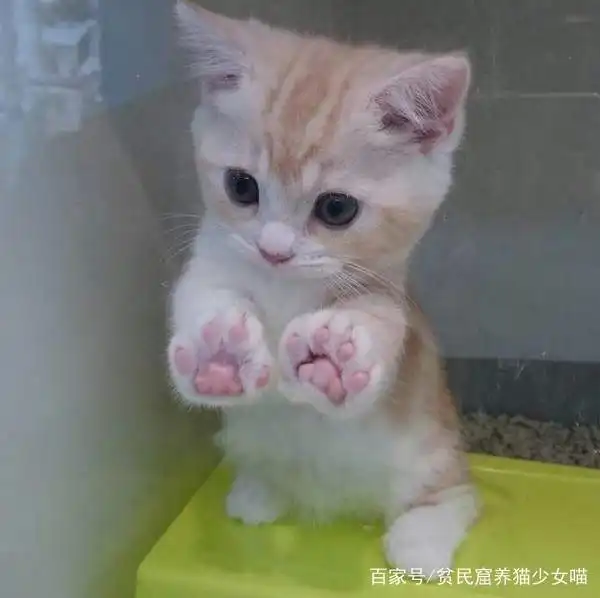 这是什么神奇肉球啊居然会发光亮亮的猫肉球也太可爱

