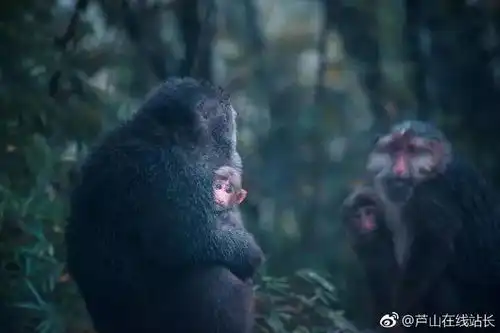 重庆隔壁的小奈良赏红叶逗野鹿,这个小众秘境藏不住啦
