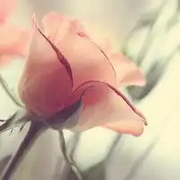 一只手拿花图片唯美
