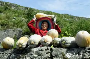 贵州黔西山旮旯里的南瓜产业顶瓜瓜
