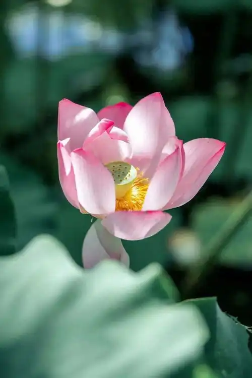 炎炎夏日里,杨浦高校的荷花美若画卷
