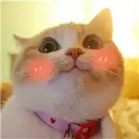 萌萌哒可爱猫咪头像蠢萌逗比的动物
