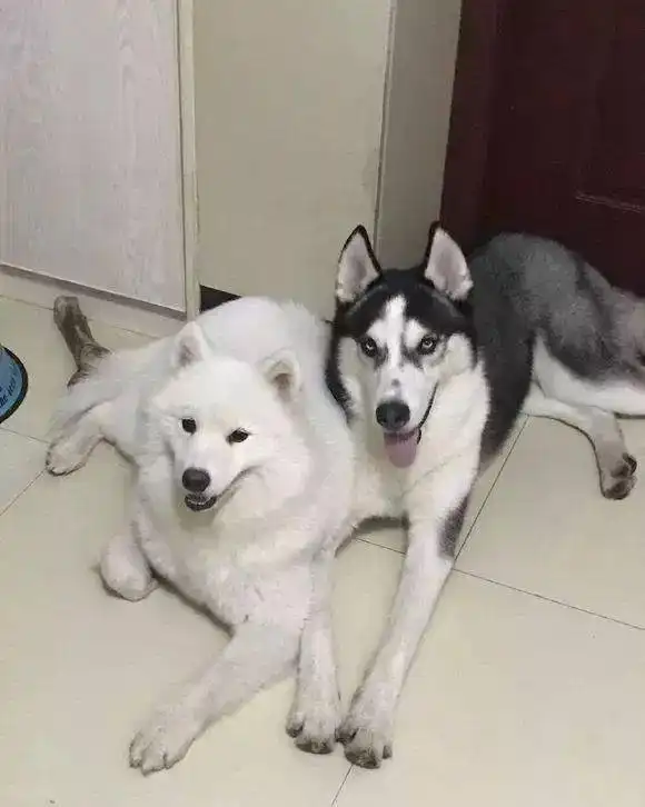 养哈士奇和萨摩耶是什么体验网友家养的这对傻兄妹智商让人揪心
