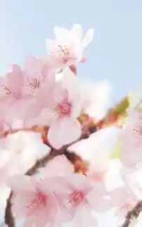 清新简约手机壁纸
