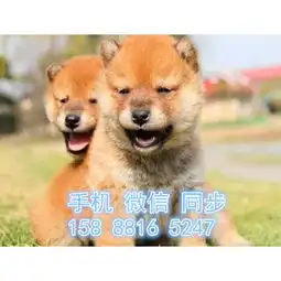 精品柴犬中小型短毛宠物狗最适合的伴侣犬