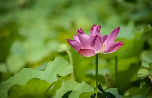 夏至观荷正当时,古诗里观荷,夏日里的一抹清凉,温柔了整个夏天
