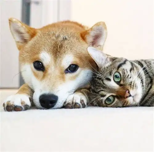 猫咪曾被年幼柴犬踩在背上,可现在猫咪老了,狗狗便每日抱着它
