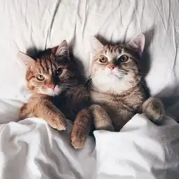 动物猫咪狗呆萌喵星可爱
