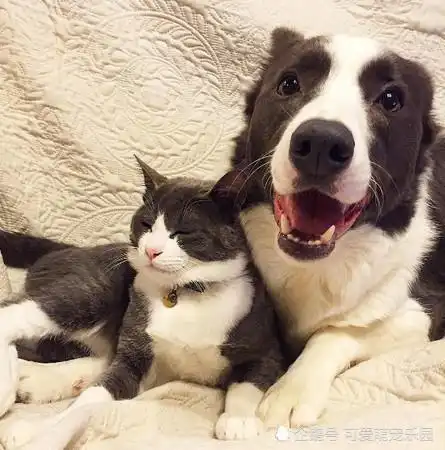 如何解决猫狗一起养的问题呢
