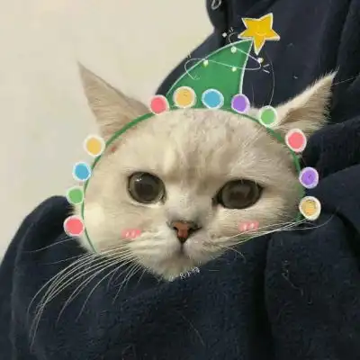 林知晚微信可爱萌宠猫猫头像
