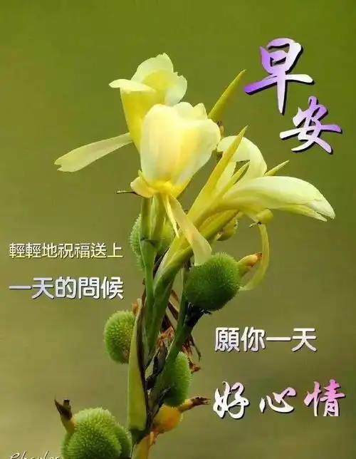 早安动态美图片温馨带字,早安问候祝福语短信大全
