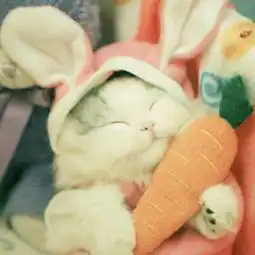 呆萌猫咪可爱微信头像
