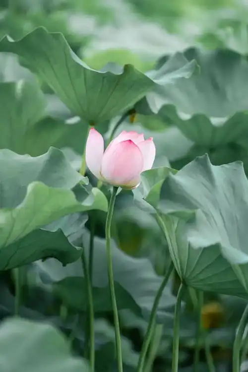 炎炎夏日里,杨浦高校的荷花美若画卷
