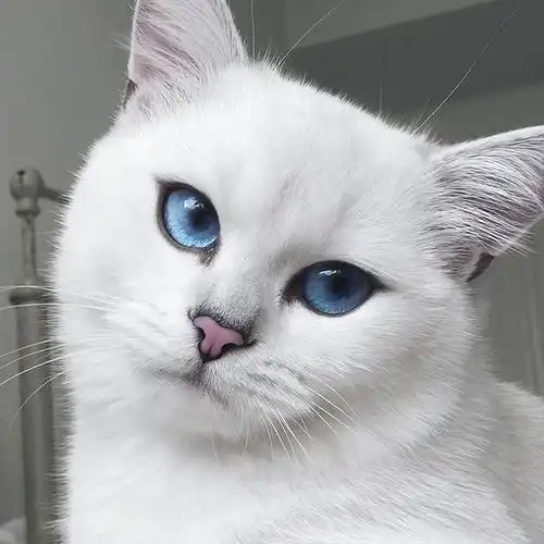 英短猫掉毛怎么解决
