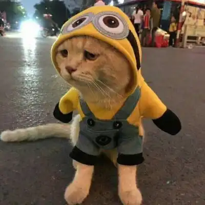 猫咪头像可爱图片萌宠猫咪图片大全可爱
