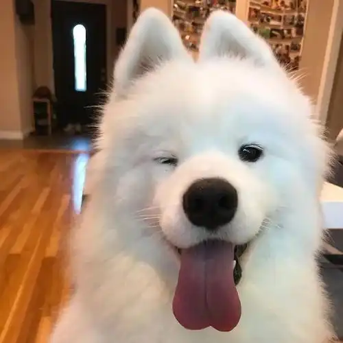 接收一下来自狗子们的wink,被电到了
