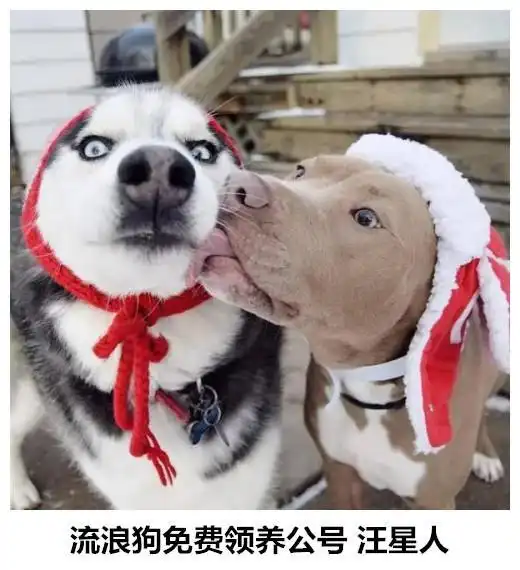 二哈被困在迷宫里,它会不会把迷宫拆了
