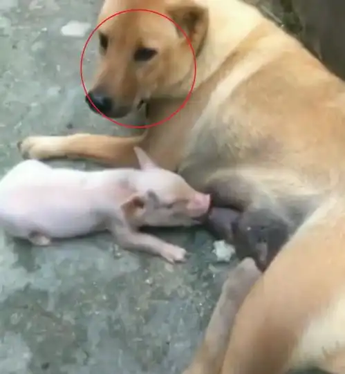 狗子窜到羊圈里叼小猪仔,气得主人拎棍打,走近一看差点哭了
