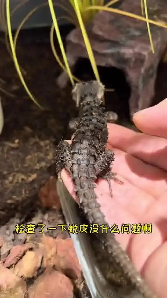 给我的无牙仔准备个新房子
