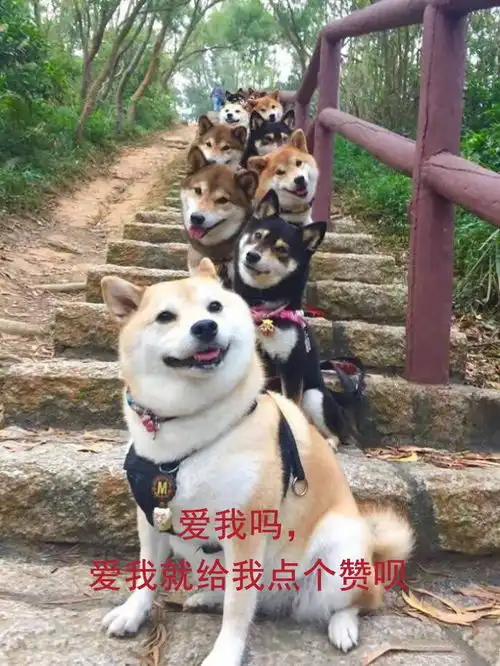 每日一笑,哈哈哈哈哈哈哈没想到狗还能这样用
