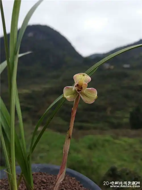 这个花花比俺乖同意的举手
