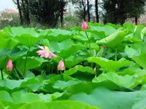 蒲河公园夏日里荷花美
