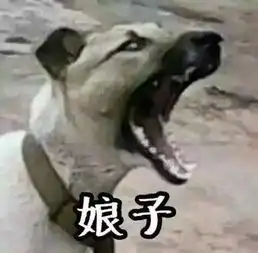 求一娘子啊哈的图,是两条狗的图
