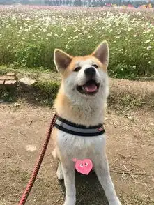 偶遇路人竟然和爱犬穿情侣装,这是地下恋情曝光了
