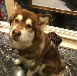 何谓狗生圆满呢我觉得网友家的泰迪就特别的幸福
